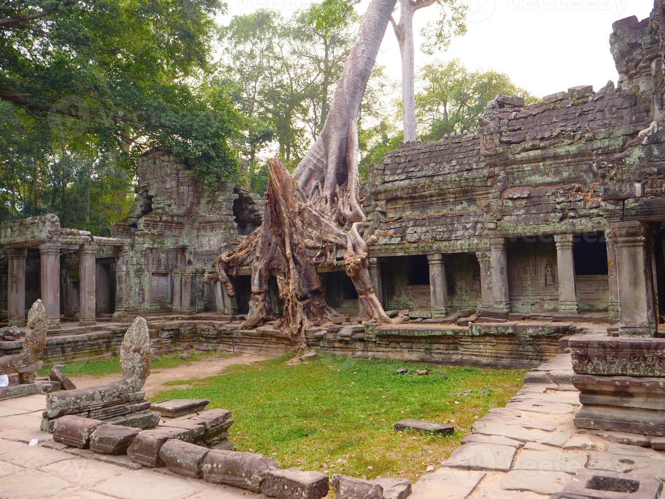 Luftbaumwurzel im Preah Khan Tempel, Siem Reap Kambodscha foto