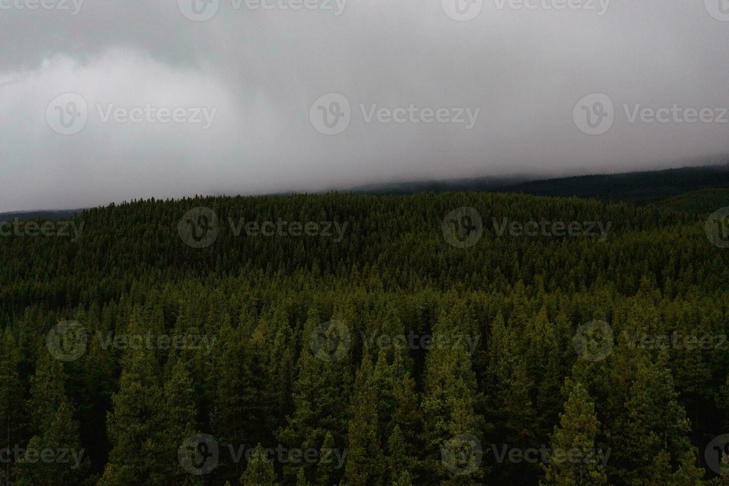 Feld von Fichte im Kanada foto