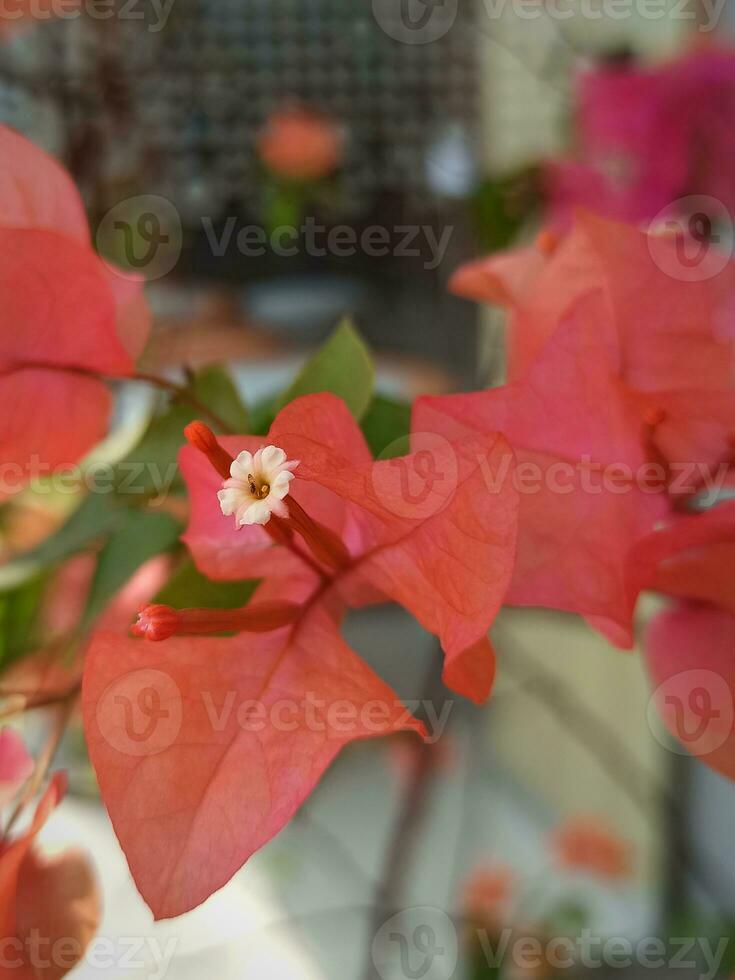 Papierblumen oder Bougainvillea foto