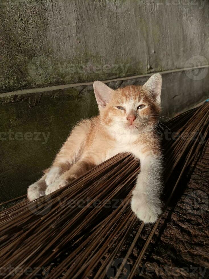 Katze mit schläfrig Augen liegt auf das Fußboden foto