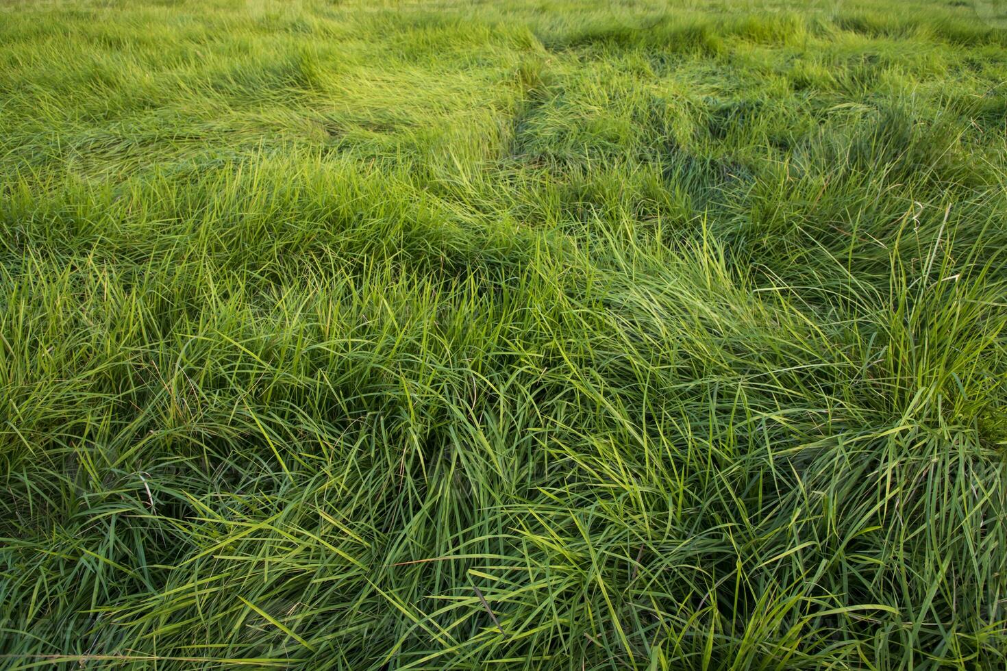 lange Grün Gras abstrakt Muster Textur können Sein benutzt wie ein natürlich Hintergrund Hintergrund foto