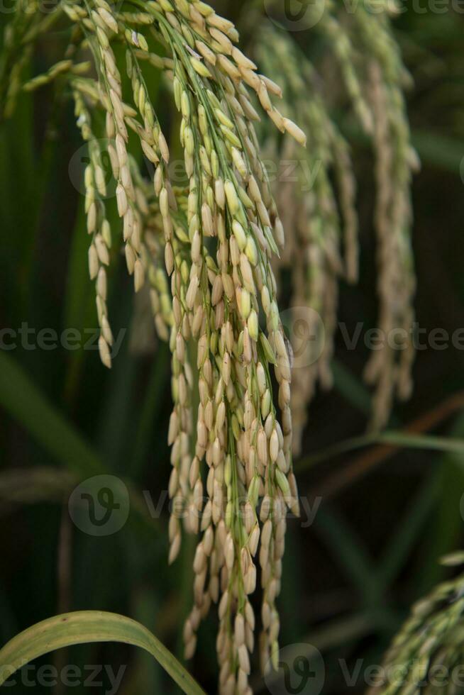 golden Korn Reis Spitze Ernte von Reis Feld. selektiv Fokus foto