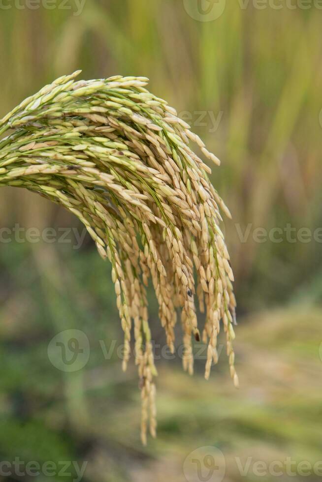 golden Korn Reis Spitze Ernte mit fahl Tiefe von Feld. selektiv Fokus foto