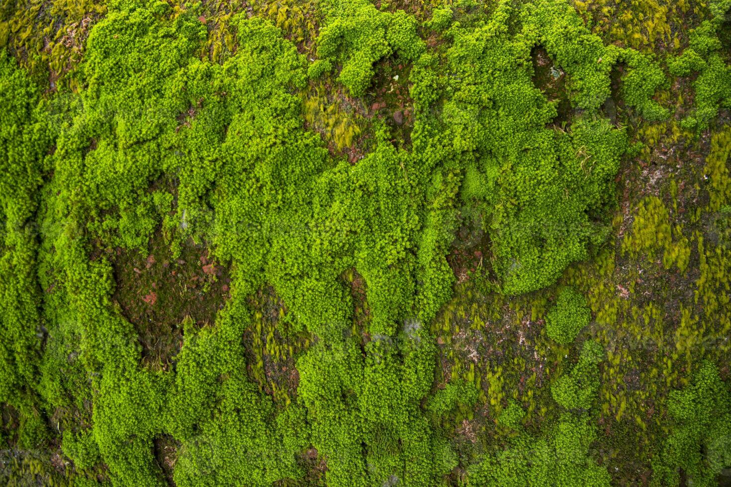 Pilze Grün Moos alt Beton Mauer abstrakt Textur Hintergrund Hintergrund. rostig, schmuddelig, grobkörnig Jahrgang Hintergrund foto