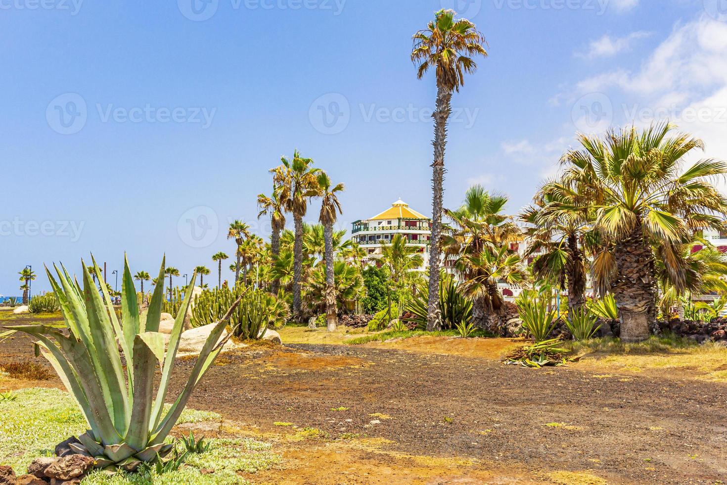 Palmen Kokospalmen und Resorts Kanarische spanische Insel Teneriffa Afrika. foto