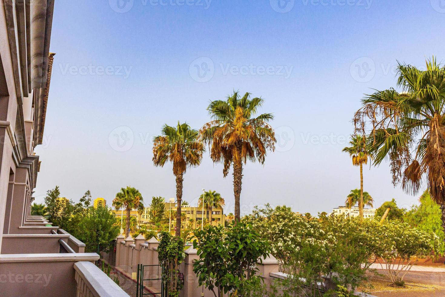 Palmen Kokospalmen und Resorts Kanarische spanische Insel Teneriffa Afrika. foto