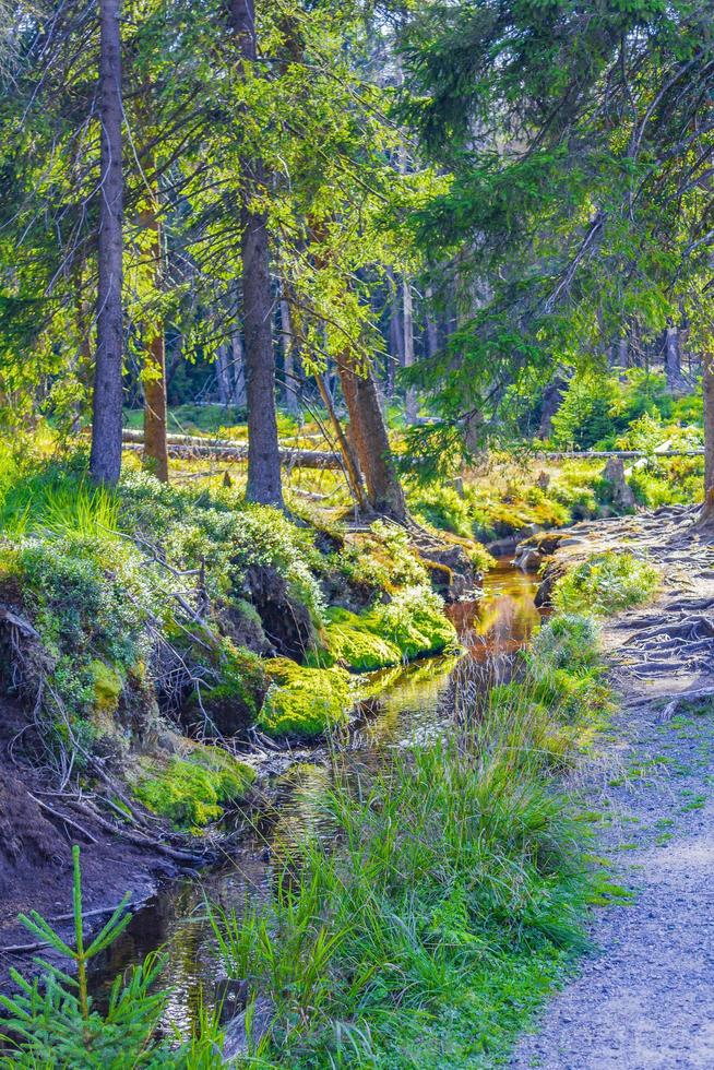 Wald mit Wanderweg und kleinem Fluss Dampf Harz Deutschland. foto