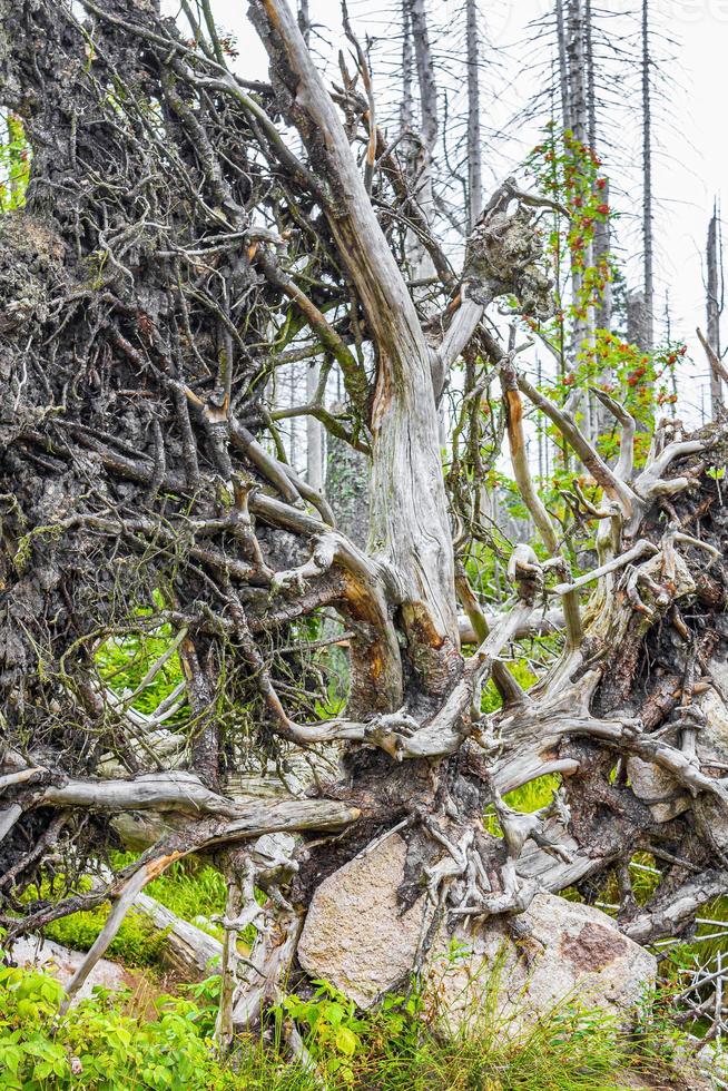 sterbender silberner wald tot entwurzelte bäume brocken berg harz deutschland foto