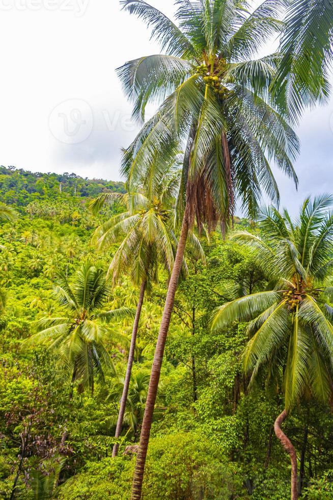tropischer dschungelwald mit palmen auf koh samui thailand. foto