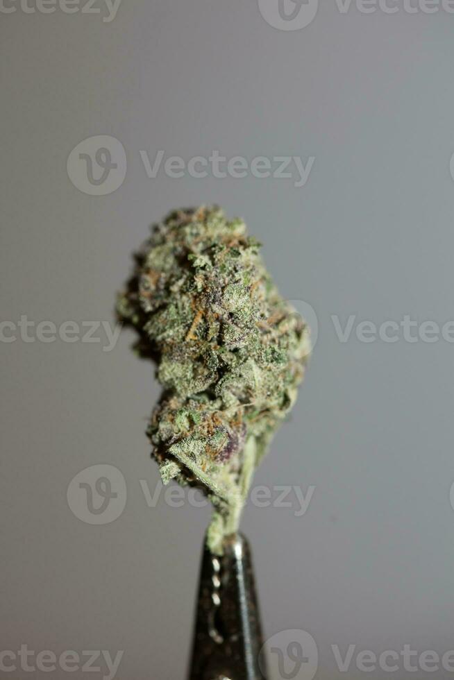 Cannabis Knospe schließen oben medizinisch Gras Rauchen tolle lila blühen cali verboten Obst Vielfalt Makro Hintergrund hoch Qualität Fokus Stapel fünfzig Megapixel sofortig Drucke foto