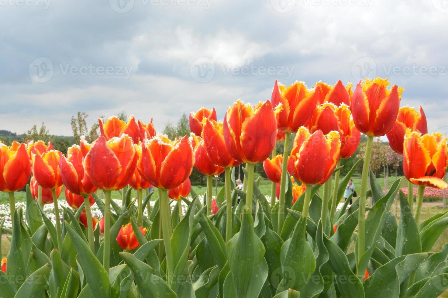 Textur eines Feldes von mehrfarbigen blühenden Tulpen foto