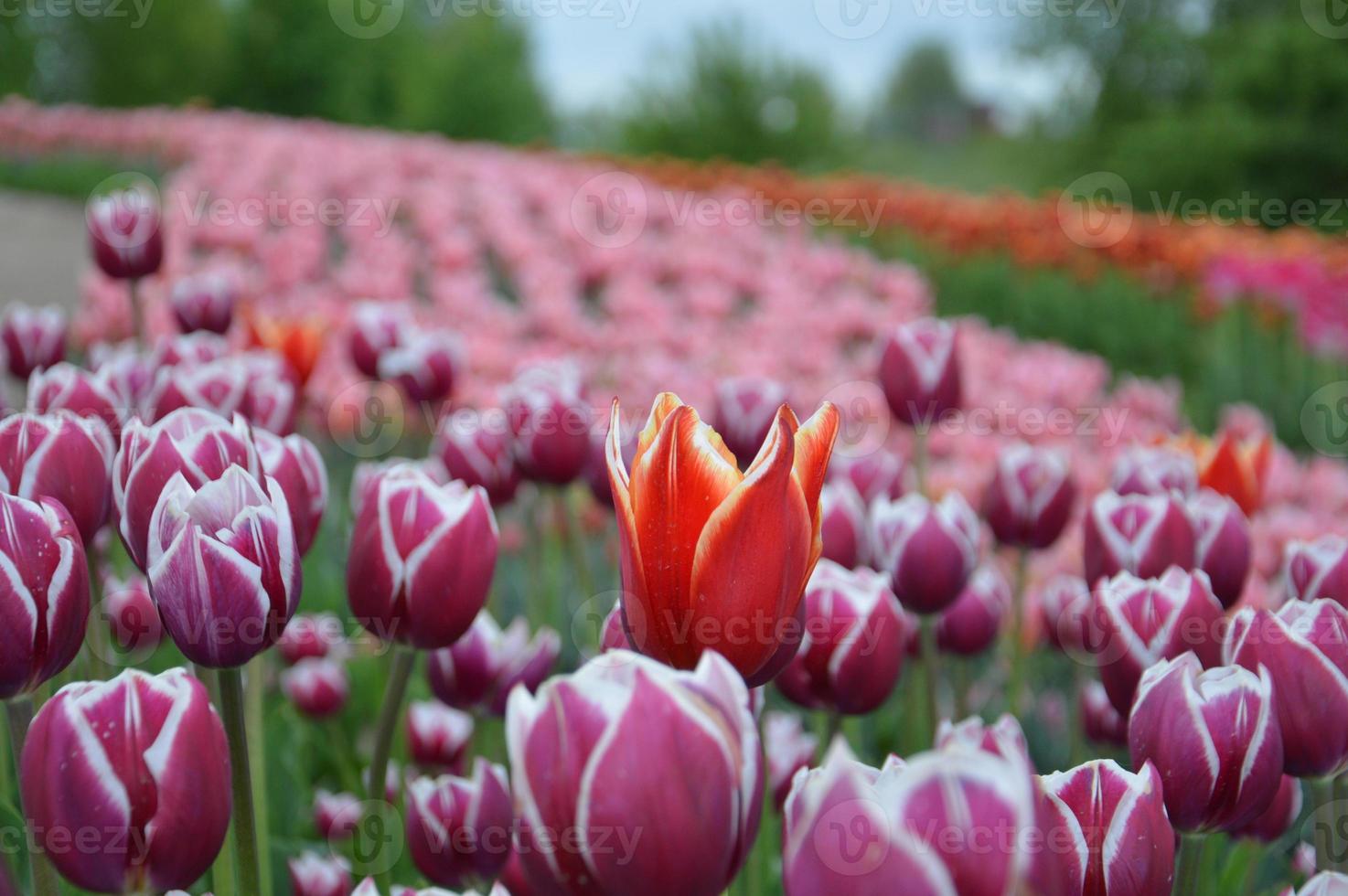 Textur eines Feldes von mehrfarbigen blühenden Tulpen foto