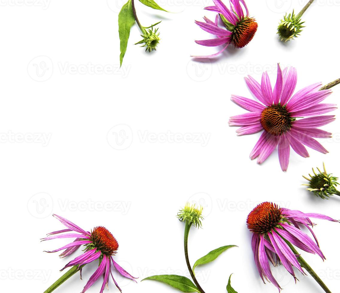 Echinacea-Blume auf weißem Hintergrund foto