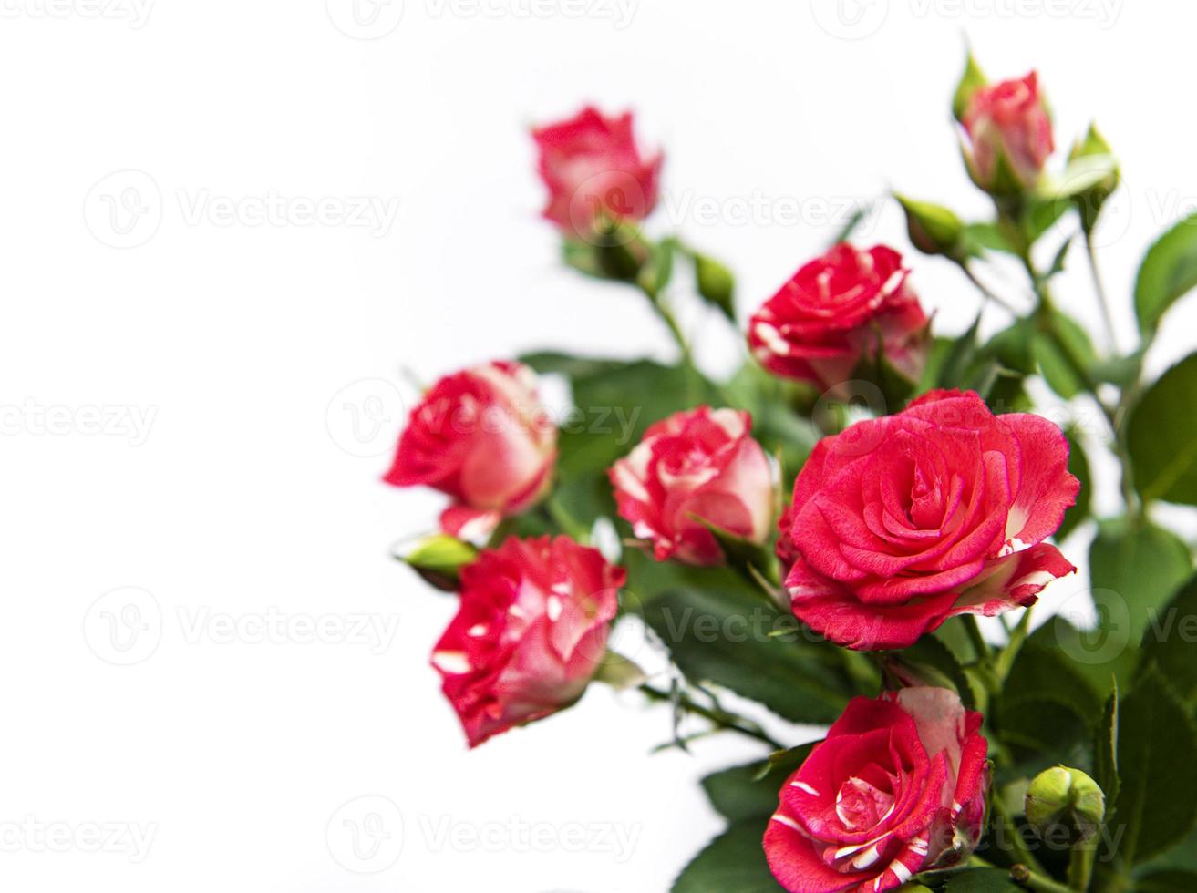rote Rosen auf Weiß foto