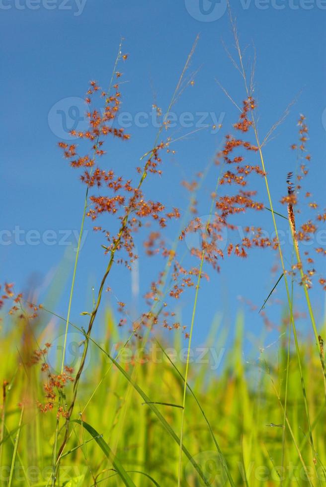 Blume des roten roten Rubingrases in Wind und blauem Himmel foto