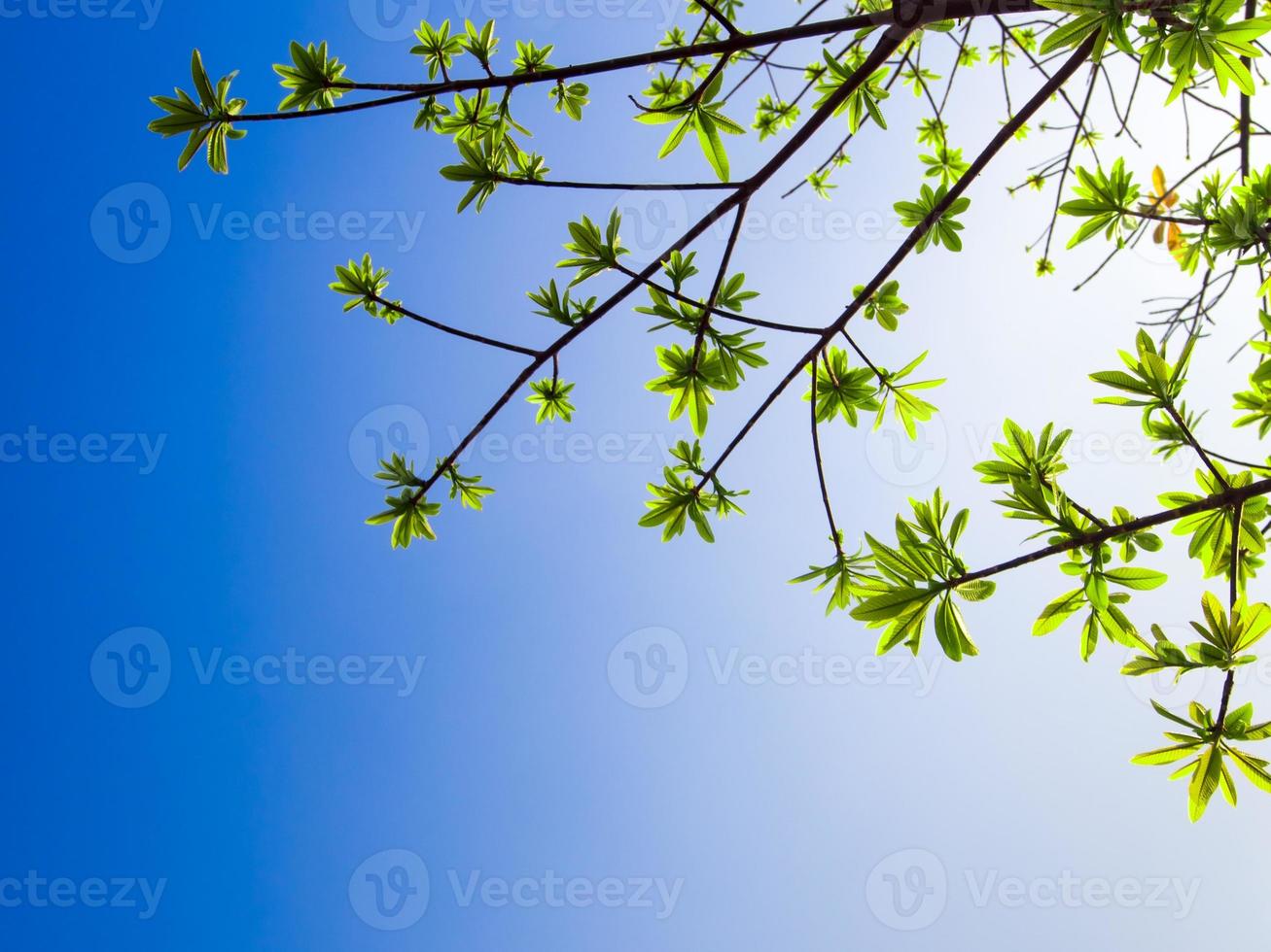 Frischeblätter auf blauem Himmel und Sonnenlichthintergrund foto