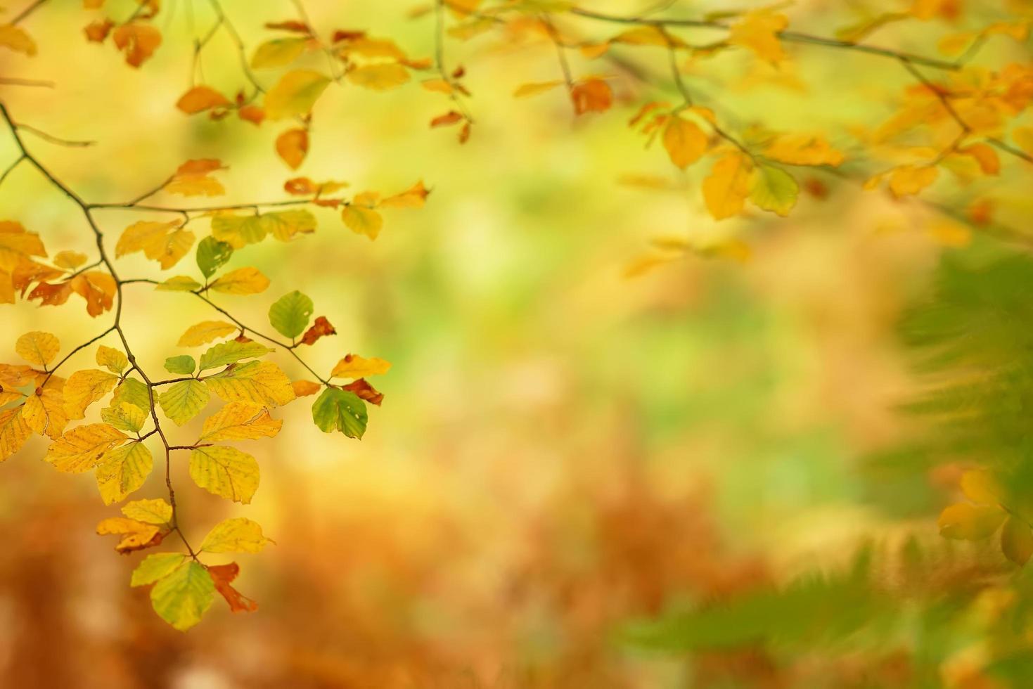 Zweige von Herbstbäumen auf unscharfem Hintergrund foto