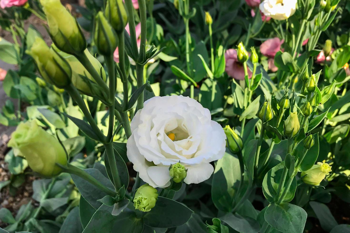 Blumen blühen morgens im Garten foto