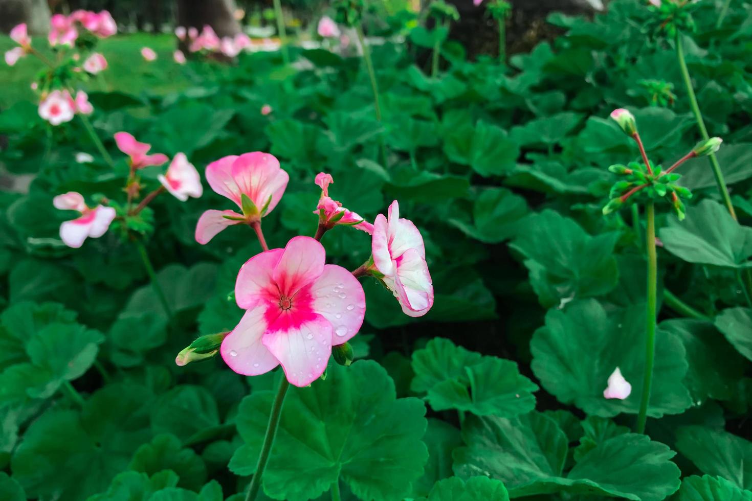 Blumen blühen morgens im Garten foto