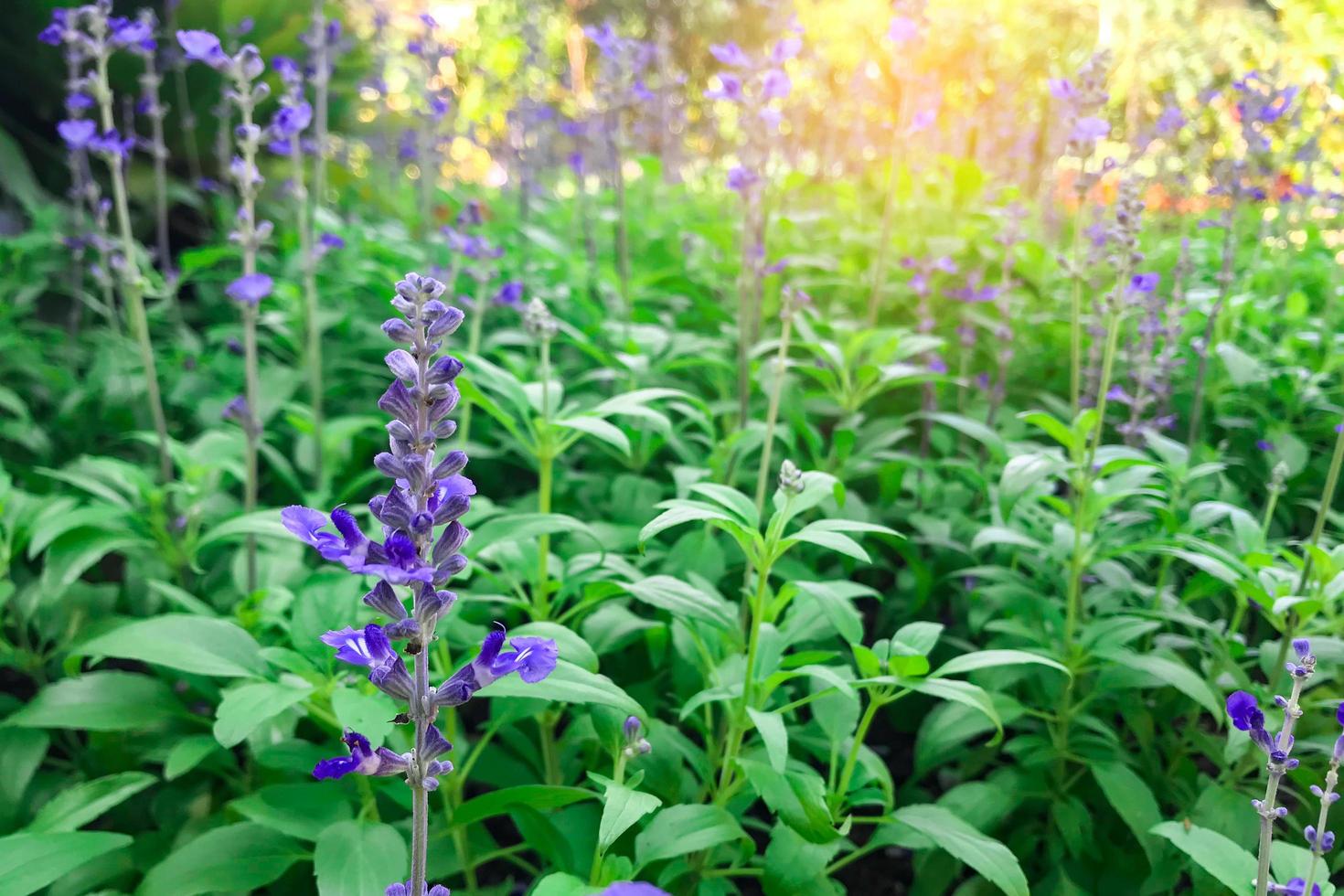 Blumen blühen morgens im Garten foto