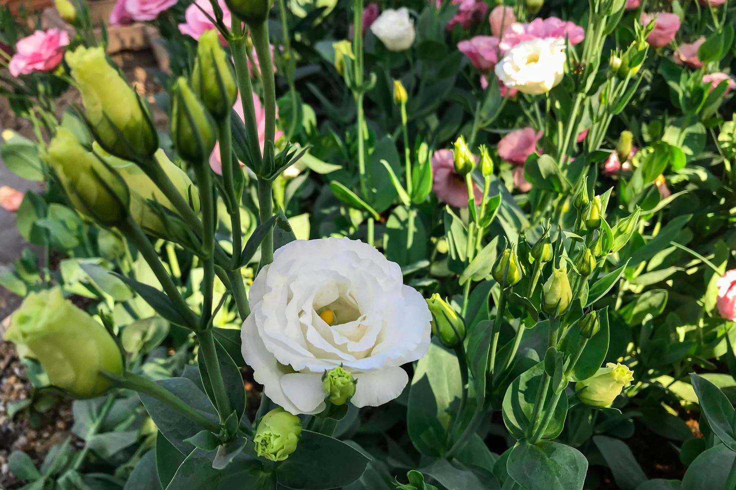 Blumen blühen morgens im Garten foto