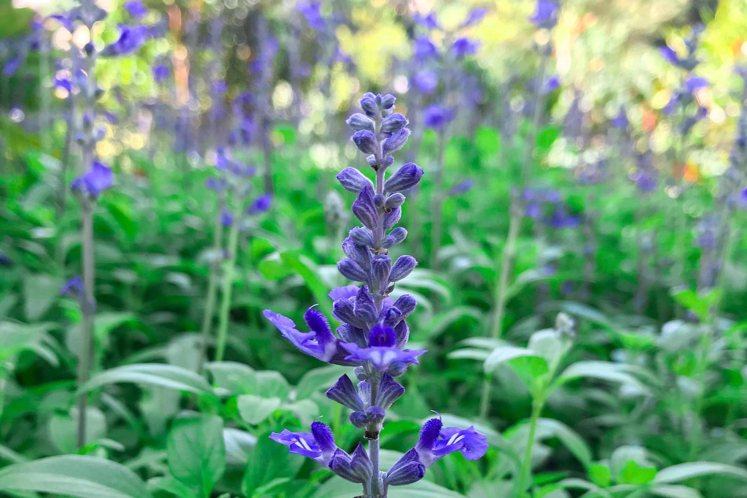 Blumen blühen morgens im Garten foto