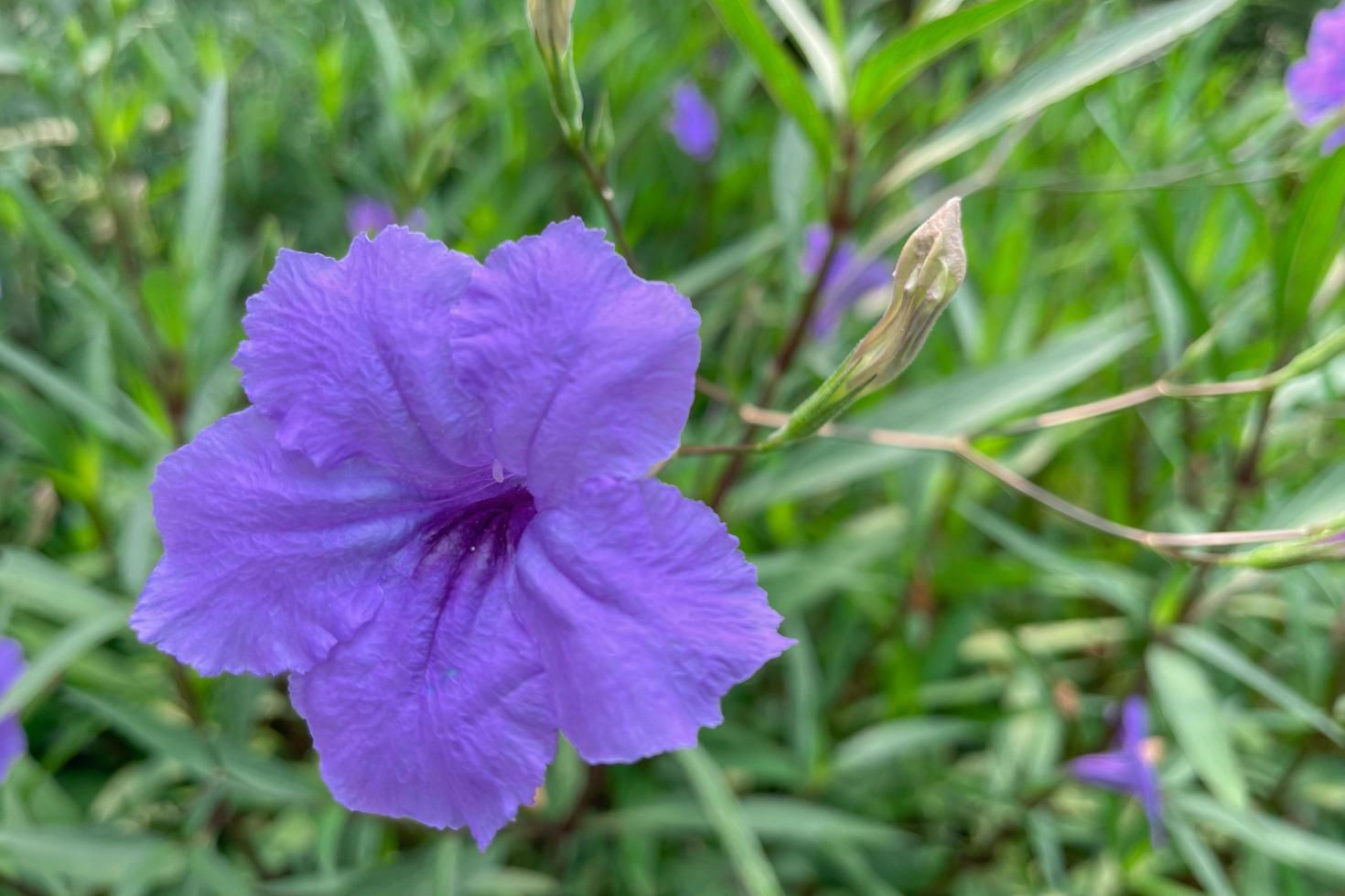 Blumen blühen morgens im Garten foto