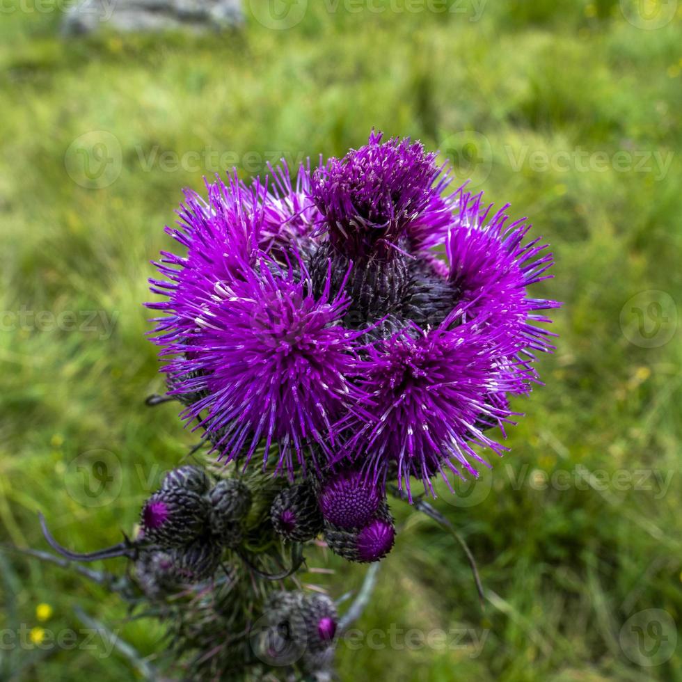 Nahaufnahme von Distel in San Martino di Castrozza, Trient, Italien? foto