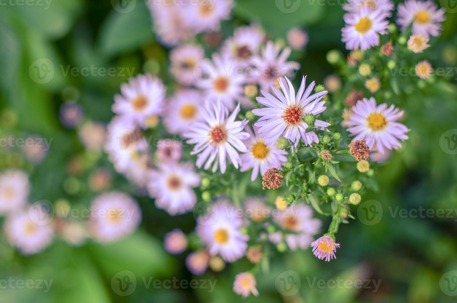 Herbstblumen mit blauen Blütenblättern und gelbem Kern auf Blumenbeet foto