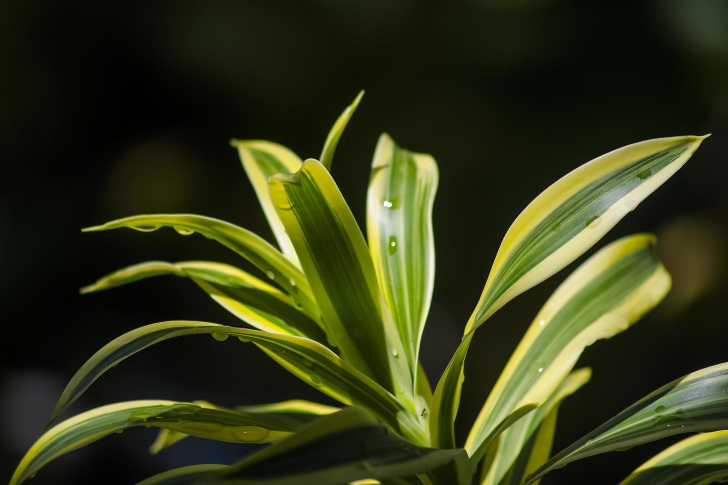 die Aglaonema-Pflanze, die als chinesisches Immergrün bekannt ist foto