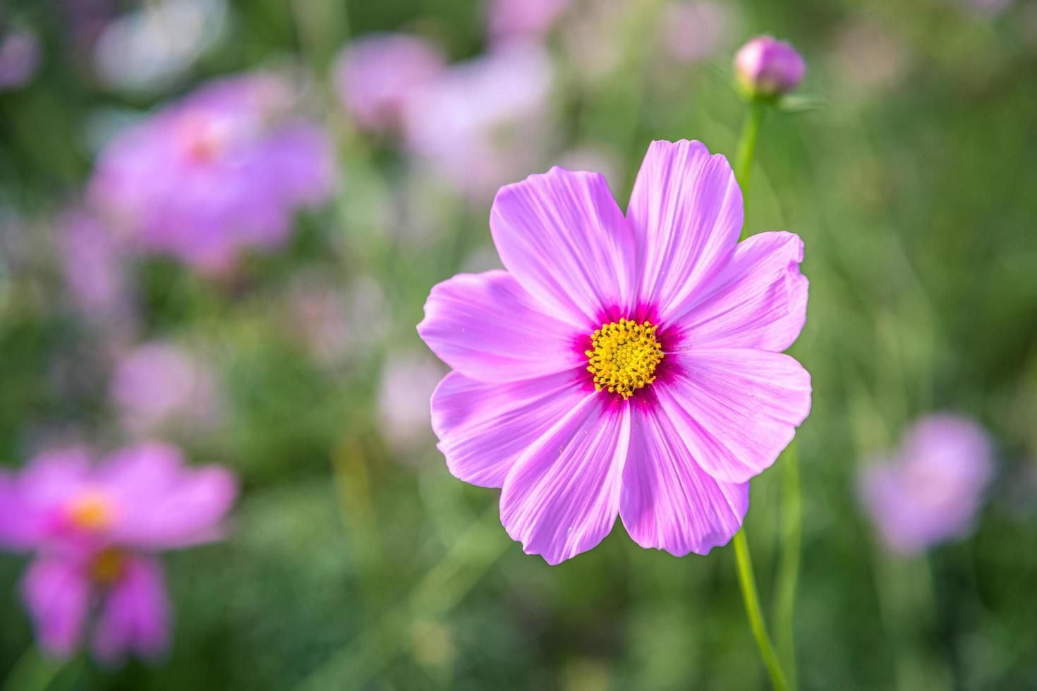 Kosmosblumen mit weichem Naturhintergrund foto