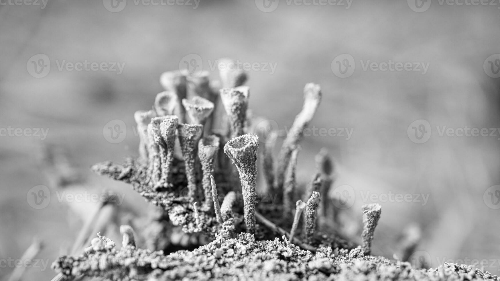 Tasse Lichenam Wald Boden. Kiefer Nadeln und Moos. Makro Schuss von Botanik. Natur foto