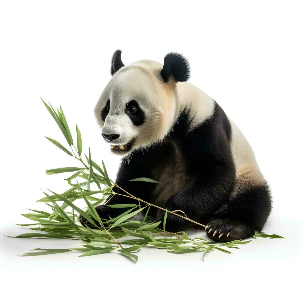 ein Panda Essen Bambus auf ein isoliert Weiß Hintergrund, ai generativ foto