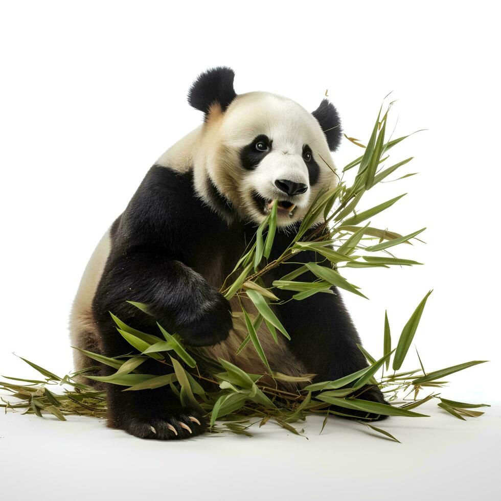 ein Panda Essen Bambus auf ein isoliert Weiß Hintergrund, ai generativ foto