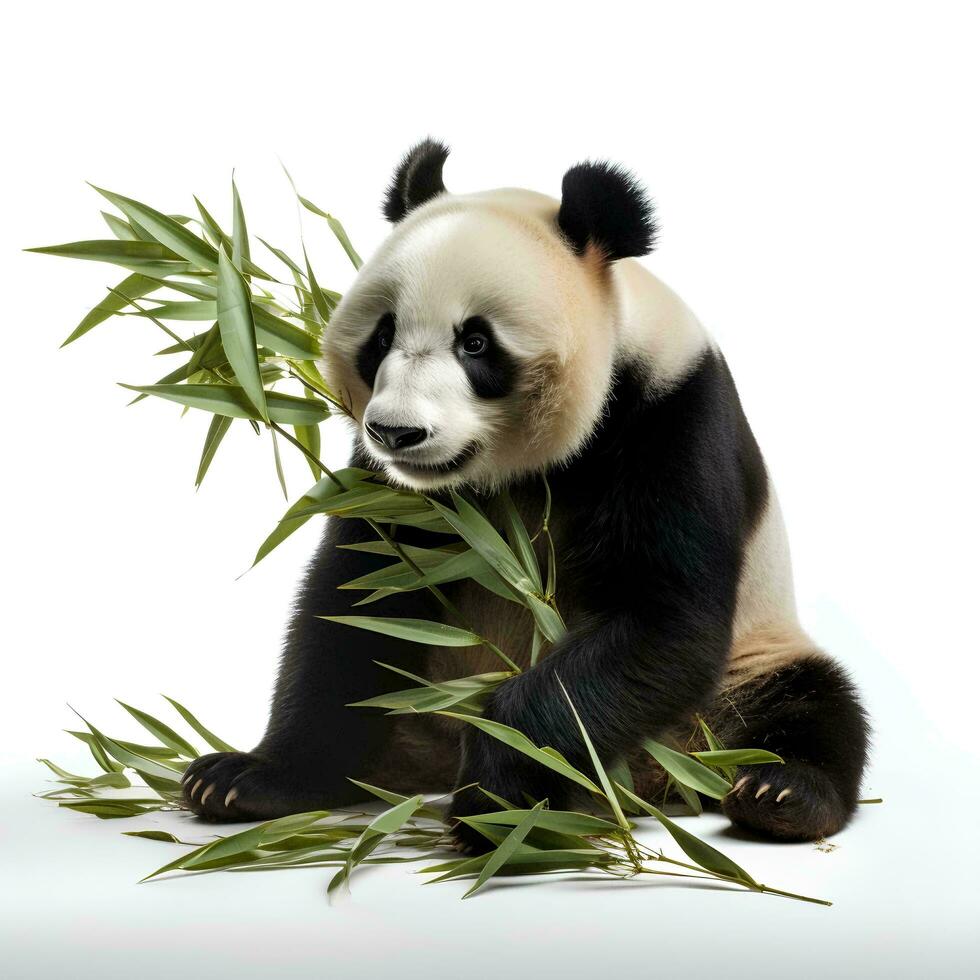 ein Panda Essen Bambus auf ein isoliert Weiß Hintergrund, ai generativ foto