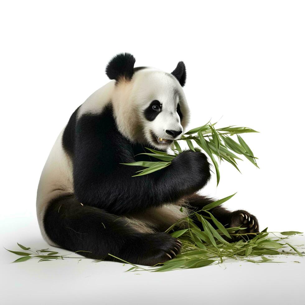 ein Panda Essen Bambus auf ein isoliert Weiß Hintergrund, ai generativ foto