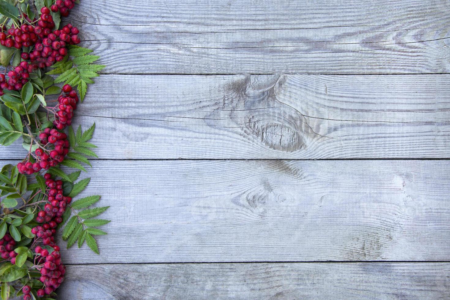 Rowan auf einem hölzernen Hintergrund. Bündel Vogelbeeren auf einem Banner foto