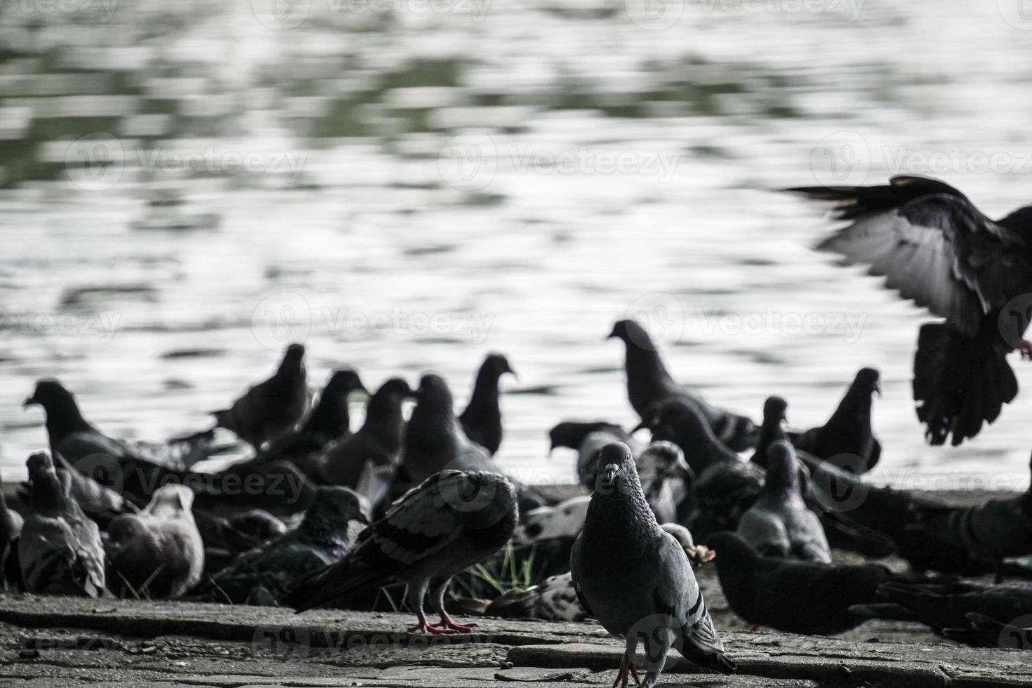 hoher Kontrast und verschwommener Hintergrund. Taubengruppe im Park foto