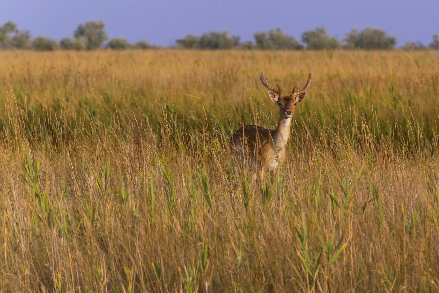 wild entdeckt Hirsch Stehen im trocken Gras foto