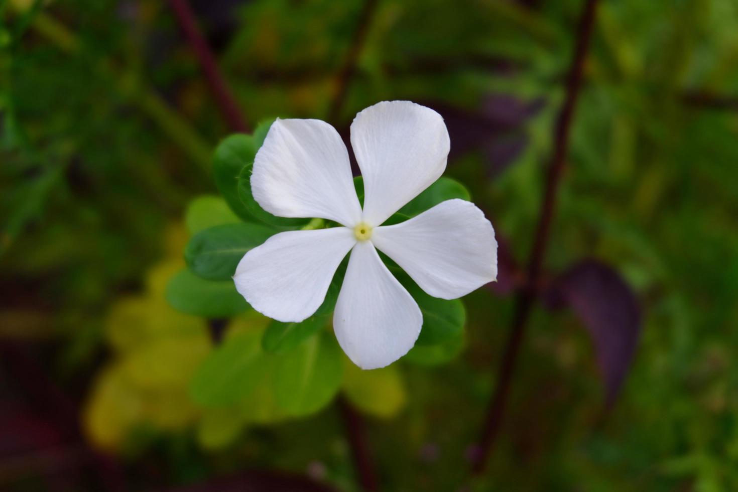 schöne catharanthus roseus blume im garten foto