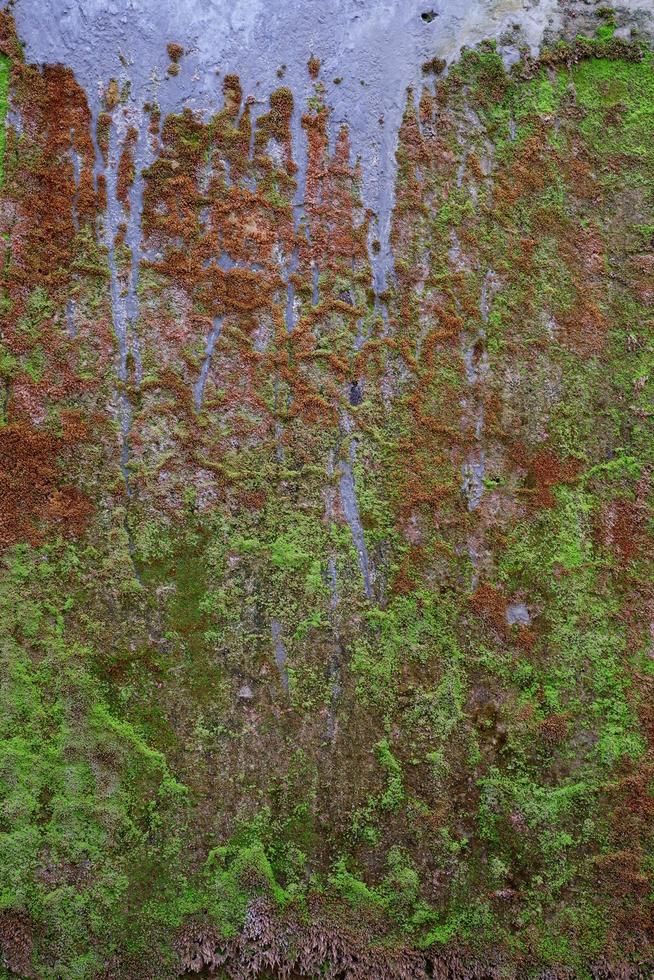 Nahaufnahme der grünen Moosbeschaffenheit auf der alten Mauer für den Hintergrund foto