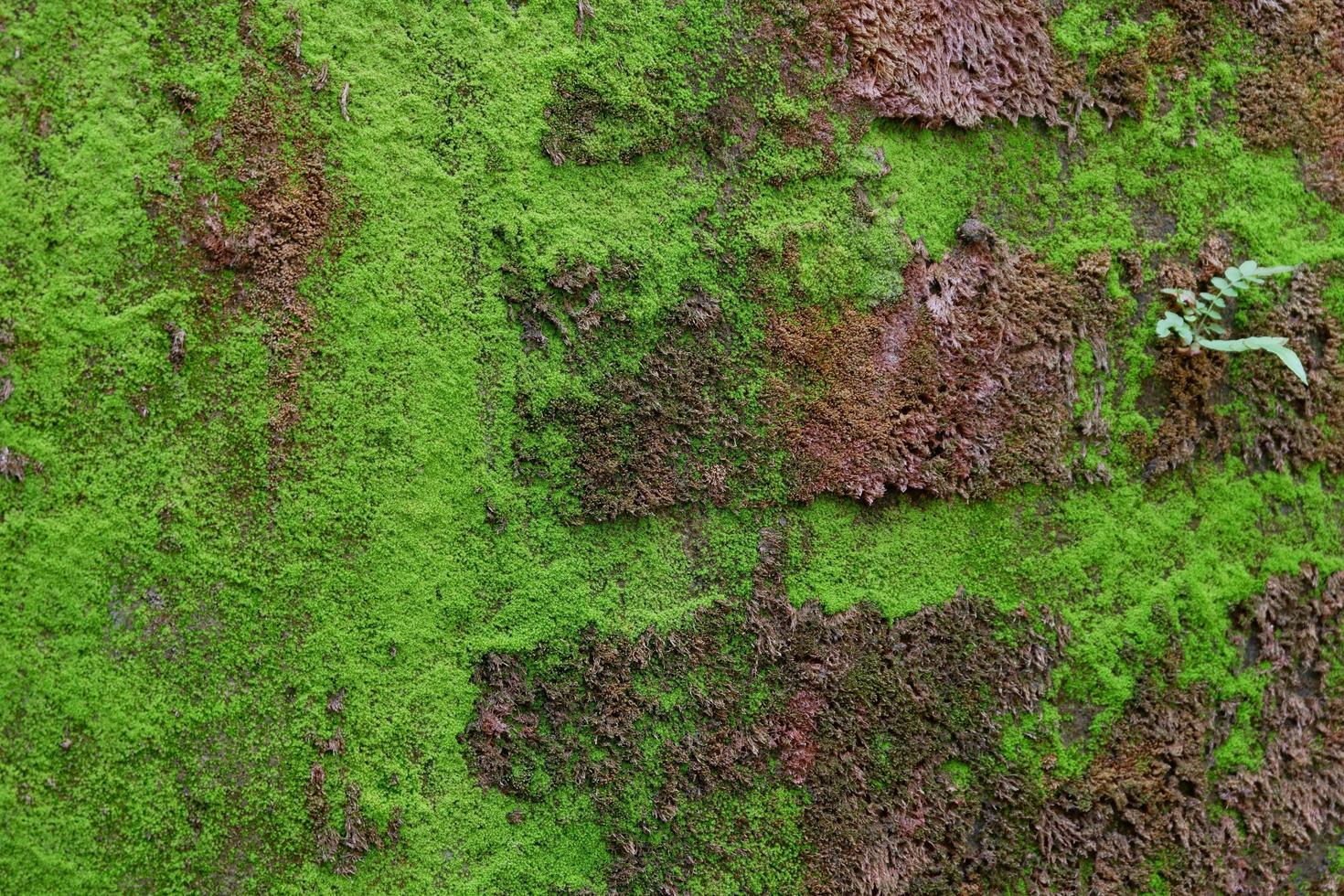 Nahaufnahme der grünen Moosbeschaffenheit auf der alten Mauer für den Hintergrund foto