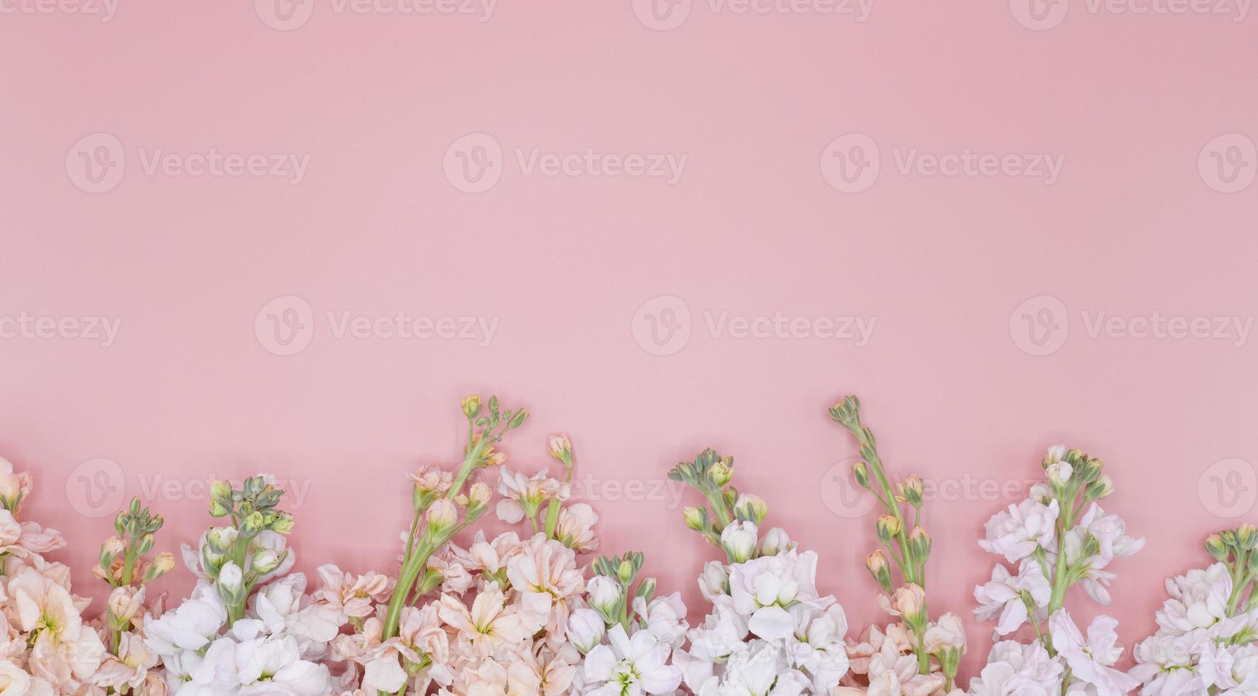 weiße und rosa Blumen auf rosa Hintergrund mit Kopienraum foto