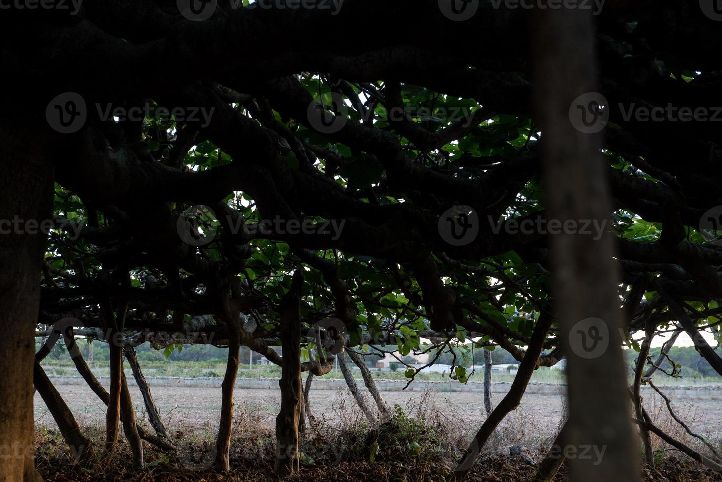 Blick auf den größten Feigenbaum Europas auf der Insel Formentera, sp foto