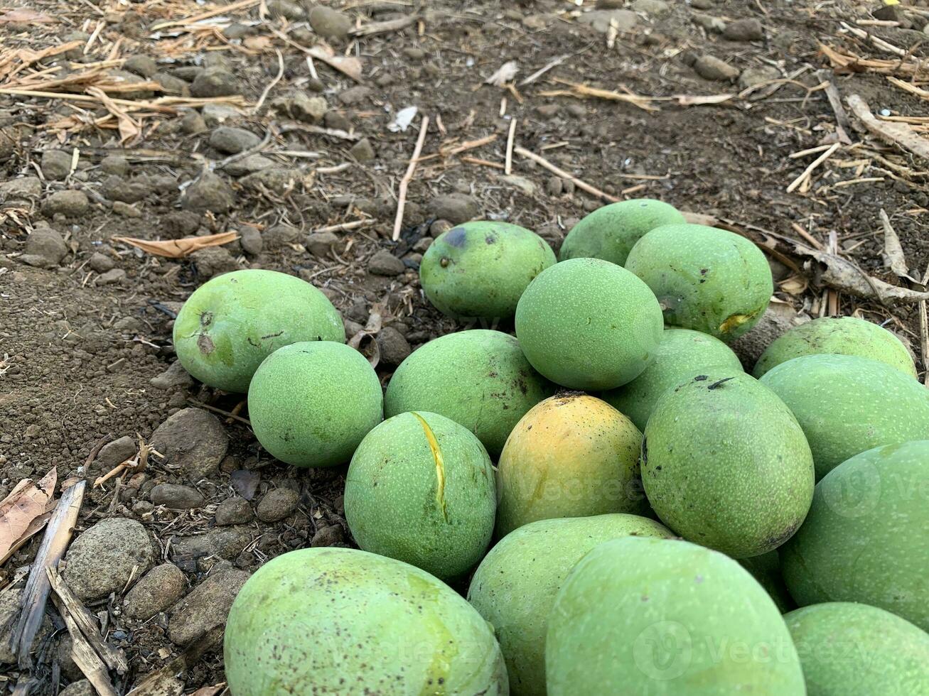 ein Stapel von Mangos Das sind immer noch frisch weil Sie haben gerade gewesen geerntet von das Baum foto