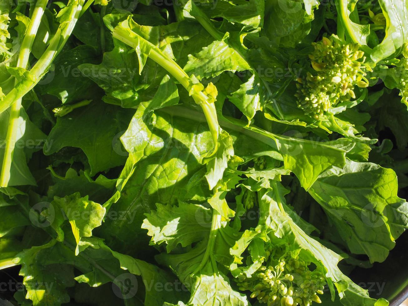 Nahaufnahme von Rübengrünblättern, vegetarisches Essen foto