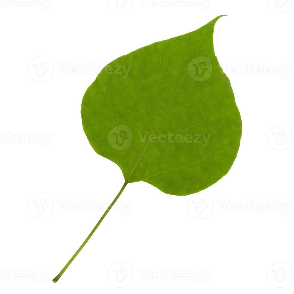 grünes Blatt auf weißem Hintergrund isoliert foto