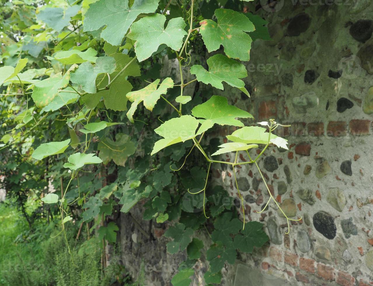 Weinrebenpflanze, Vitis vinifera foto