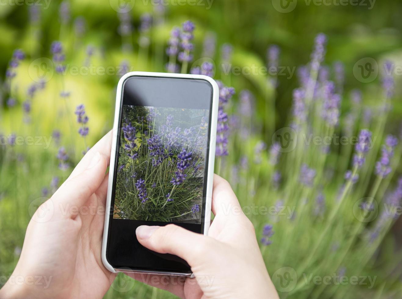 Mädchen fotografiert Lavendelblüten foto