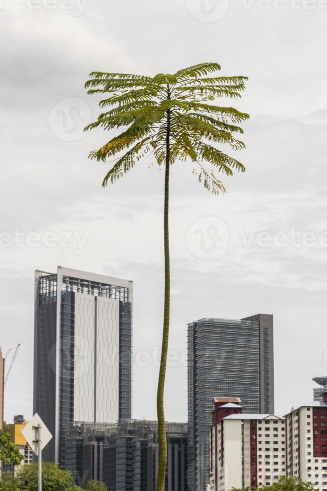 ungewöhnlich hohe dünne palme in kuala lumpur. foto